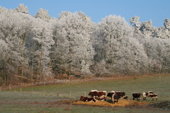 Winterlandschaft Winterlandschaften Romantisch